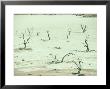 Desert Scene, Namib Desert, Namibia, S.W. Africa by Gallo Images Limited Edition Print