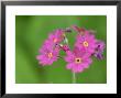 Birds Eye Primrose, Flowers, Viidumae, Estonia by Niall Benvie Limited Edition Print