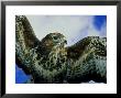 Common Buzzard, Inversnaid, Scotland by Niall Benvie Limited Edition Print