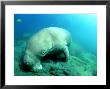 Dugong, Feeding, Vanuata by Tobias Bernhard Limited Edition Print