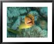 Yellow Moray Eel, Poor Knights Marine Reserve, New Zealand by Tobias Bernhard Limited Edition Pricing Art Print