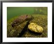 Longfin Eels, New Zealand by Tobias Bernhard Limited Edition Print