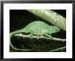 Fischers Chameleon, Female, Tanzania by Andrew Bee Limited Edition Pricing Art Print