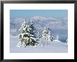 Conifer Trees Covered With Snow In Austrian Alps by David Boag Limited Edition Print