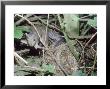 Grey Squirrel, Raiding Blackbirds Nest by Tony Bomford Limited Edition Pricing Art Print