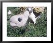 Grey Headed Albatross, Feeding Chick, S Ocean by Michael Brooke Limited Edition Print