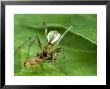 Combfooted Spider, Denmark by Neil Bromhall Limited Edition Pricing Art Print