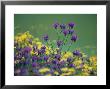 Spanish Flower, Spain by Olaf Broders Limited Edition Print