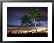 Coconut Palm, Florida, Usa by Olaf Broders Limited Edition Print