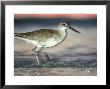 Willet, Florida, Usa by Olaf Broders Limited Edition Print