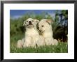Alaskan Husky, Puppy Pair Playing With Each Other by Alan And Sandy Carey Limited Edition Print