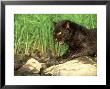 African Black Leopard, Panthera Pardus Snarling by Alan And Sandy Carey Limited Edition Print