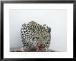 Arabian Leopard On The Brink Of Extinction, United Arab Emirates by David Cayless Limited Edition Print
