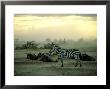 Plains Zebra At Dusk, Kenya by Martyn Colbeck Limited Edition Print