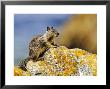 Beecheys Ground Squirrel On Rock, California, Usa by David Courtenay Limited Edition Print