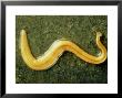 Land Planarian, Exotic Introduced From East Indies by David M. Dennis Limited Edition Print