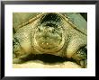 Snapping Turtle, North America by David M. Dennis Limited Edition Pricing Art Print