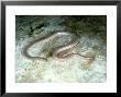 New Mexico Blind Snake, New Mexico by David M. Dennis Limited Edition Print
