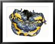 Fire Bellied Toad by David M. Dennis Limited Edition Pricing Art Print