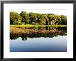 Sabal Palm And Live Oak Forest Lining The Banks Of The River, Myakka River State Park, Florida, Usa by David M. Dennis Limited Edition Print