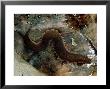 Primitive Arthropod Bci, Panama by Philip J. Devries Limited Edition Pricing Art Print