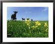 Cowslips, And Cows Pewsey Down by John Downer Limited Edition Print