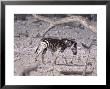 Burchells Zebra, Foal, Namibia by Chris And Monique Fallows Limited Edition Pricing Art Print