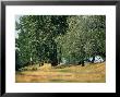 White Poplar In Hungarian Steppe, Apaj Puszta, Hungary by Berndt Fischer Limited Edition Print