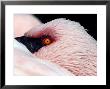 Lesser Flamingo, Close Up Of Head, Africa by David B. Fleetham Limited Edition Print
