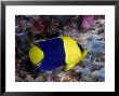 Bicolor Angelfish, Malaysia by David B. Fleetham Limited Edition Pricing Art Print