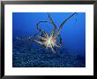 Day Octopus, Female, Hawaii by David B. Fleetham Limited Edition Pricing Art Print