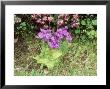Large Flowered Butterwort, County Cork, Eire by David Fox Limited Edition Pricing Art Print