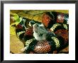 Kingsnake, Constricting Mouse, Costa Rica by Michael Fogden Limited Edition Print