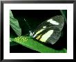Pierid Butterfly, With Eggs, Costa Rica by Michael Fogden Limited Edition Print