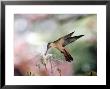 Cinnamon Hummingbird, Feeding At Flowers Of Inga Tree, Dry Forest, Costa Rica by Michael Fogden Limited Edition Print