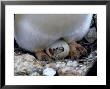 Gentoo Penguin, Chick Hatching, Antarctic Peninsula by Patricio Robles Gil Limited Edition Print