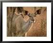 Greater Kudu, Female, Namibia by Patricio Robles Gil Limited Edition Print
