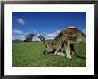 Eastern Grey Kangaroo, Feeding, Australia by Patricio Robles Gil Limited Edition Print