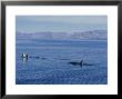 Killer Whale, Surfacing, Gulf Of California by Patricio Robles Gil Limited Edition Print