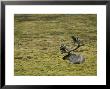 Spitsbergen Reindeer, Resting, Svalbard Arctic by Patricio Robles Gil Limited Edition Print