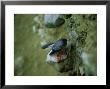 Red-Legged Cormorant, Paracas, Peru by Patricio Robles Gil Limited Edition Print