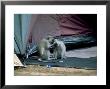 Vervet Monkeys, Pair, South Africa by Patricio Robles Gil Limited Edition Pricing Art Print