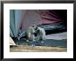 Vervet Monkeys, Pair, South Africa by Patricio Robles Gil Limited Edition Print