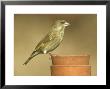 Greenfinch, Carduelis Chloris Female Perched On Terracotta Pots, Uk by Mark Hamblin Limited Edition Pricing Art Print