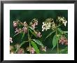 Himalayan Balsam, Impatiens Glandulifera In Flower Along River Derwent, Derbyshire, Uk by Mark Hamblin Limited Edition Pricing Art Print