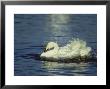 Whooper Swan, Cygnus Cygnus Adult Bathing Uk by Mark Hamblin Limited Edition Pricing Art Print