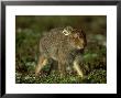 Mountain Hare, Lepus Timidus Leveret On Heather Moor Scotland by Mark Hamblin Limited Edition Print