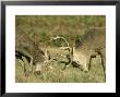 Red Deer, Close-Up, Leicestershire, Uk by Mark Hamblin Limited Edition Print