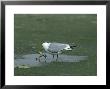 Common Gull, Larus Canus Eating Frog Glen Shee by Mark Hamblin Limited Edition Pricing Art Print