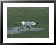 Common Gull, Larus Canus Eating Frog Glen Shee by Mark Hamblin Limited Edition Print